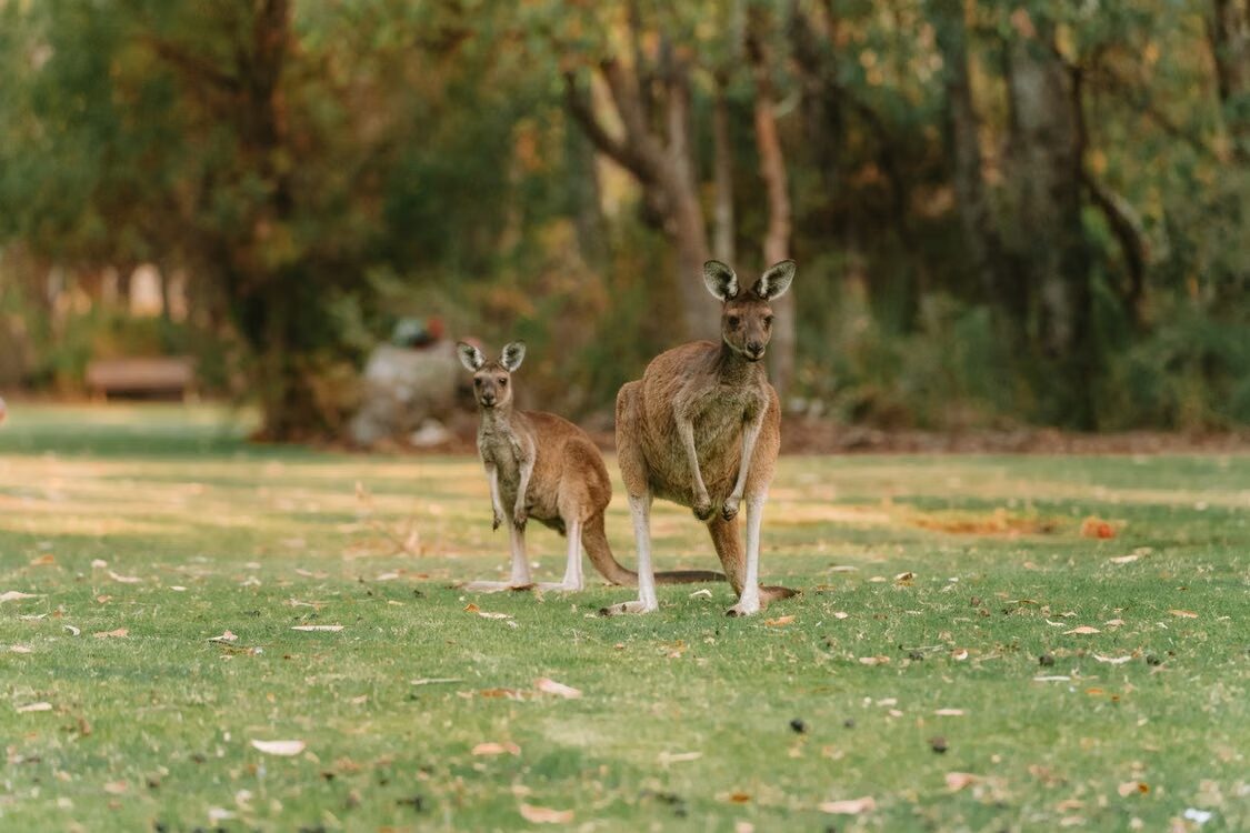 Two kangaroos standing in a lush park in Western Australia, highlighting local wildlife